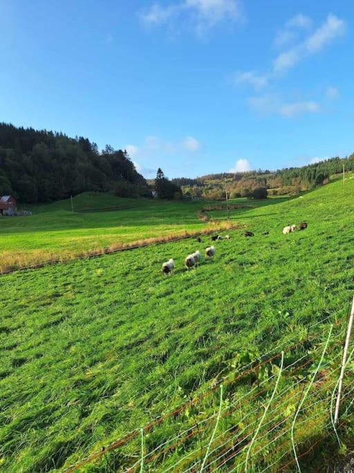 Countryside Experience In A Cozy Loft Near Bergen Apartment *